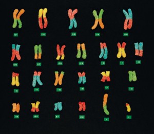 gummychromosomes